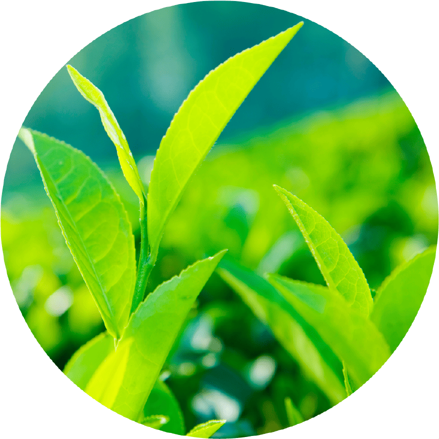 綠茶茶葉